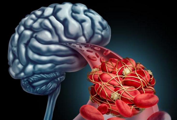 Humanin Application Prospects | Shaanxi BLOOM Tech Co., Ltd