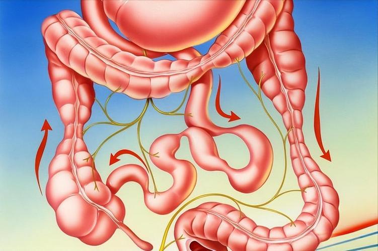 Secretin research | Shaanxi BLOOM Tech Co., Ltd