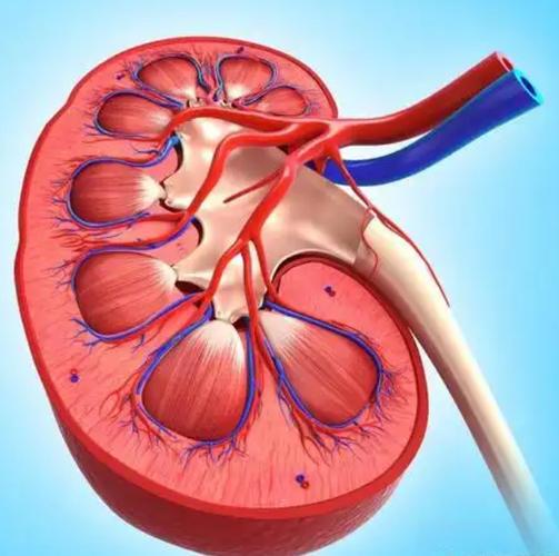 Furosemide online | Shaanxi BLOOM Tech Co., Ltd