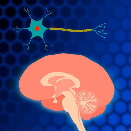 Gonadorelin price | Shaanxi BLOOM Tech Co., Ltd