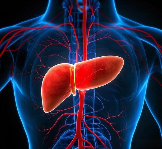 5-Amino-1MQ liver | Shaanxi BLOOM Tech Co., Ltd 5-Amino-1MQ liver | Shaanxi BLOOM Tech Co., Ltd