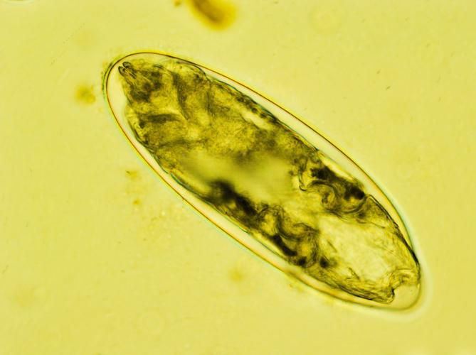 Fluralaner online | Shaanxi BLOOM Tech Co., Ltd Fluralaner online | Shaanxi BLOOM Tech Co., Ltd