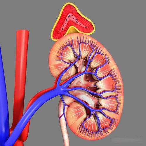 Desmopressin purchase | Shaanxi BLOOM Tech Co., Ltd