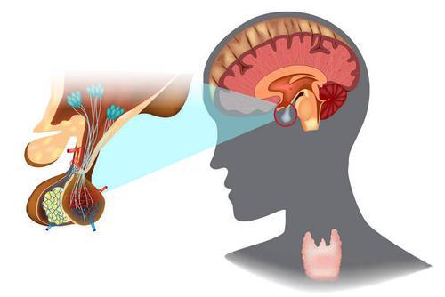 Desmopressin price | Shaanxi BLOOM Tech Co., Ltd
