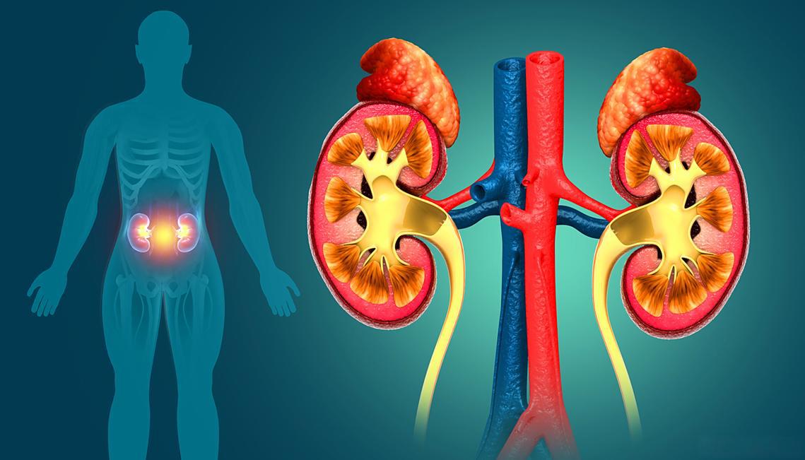 Teriparatide Hepatic and Renal Function | Shaanxi BLOOM Tech Co., Ltd Teriparatide Hepatic and Renal Function | Shaanxi BLOOM Tech Co., Ltd