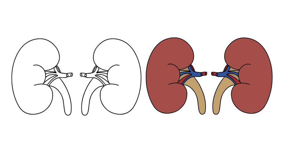 Calcitonin salmon Special Populations | Shaanxi BLOOM Tech Co., Ltd