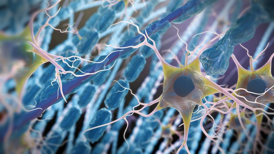 Pramlintide neural microenvironment | Shaanxi BLOOM Tech Co., Ltd Pramlintide neural microenvironment | Shaanxi BLOOM Tech Co., Ltd