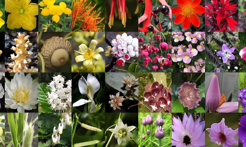 Thidiazuron Plant Regeneration | Shaanxi BLOOM Tech Co., Ltd