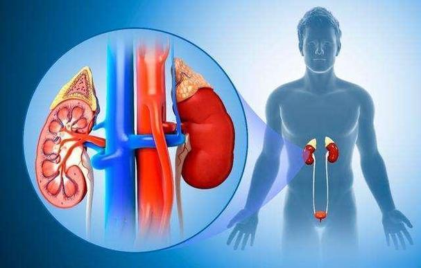 angiotensin cost | Shaanxi BLOOM Tech Co., Ltd angiotensin cost | Shaanxi BLOOM Tech Co., Ltd