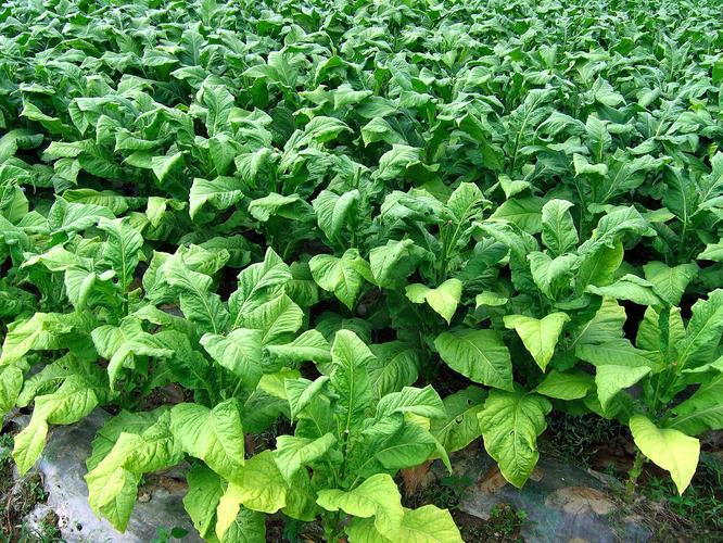 1-ETHYL-3-HYDROXYPIPERIDINE buy | Shaanxi BLOOM Tech Co., Ltd