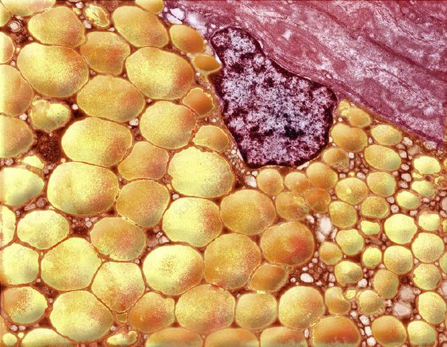 Bioglutide NA-931 purchase | Shaanxi BLOOM Tech Co., Ltd