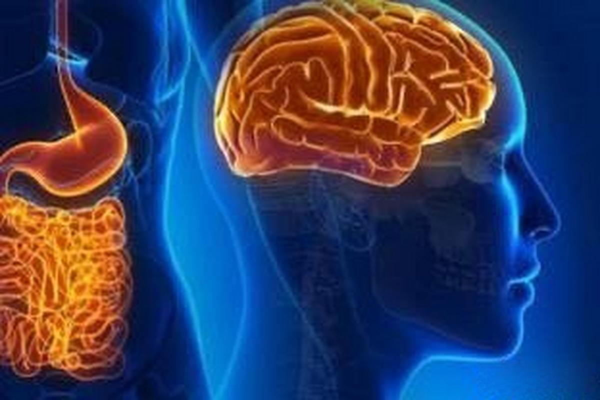 Bioglutide NA-931 Investigating Brain-Gut Axis Communication | Shaanxi BLOOM Tech Co., Ltd Bioglutide NA-931 Investigating Brain-Gut Axis Communication | Shaanxi BLOOM Tech Co., Ltd