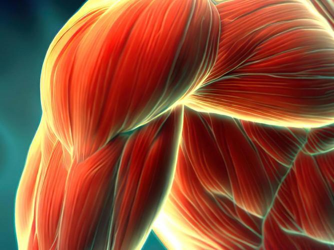 Bioglutide NA-931 IGF-1 Pathway Contributions | Shaanxi BLOOM Tech Co., Ltd