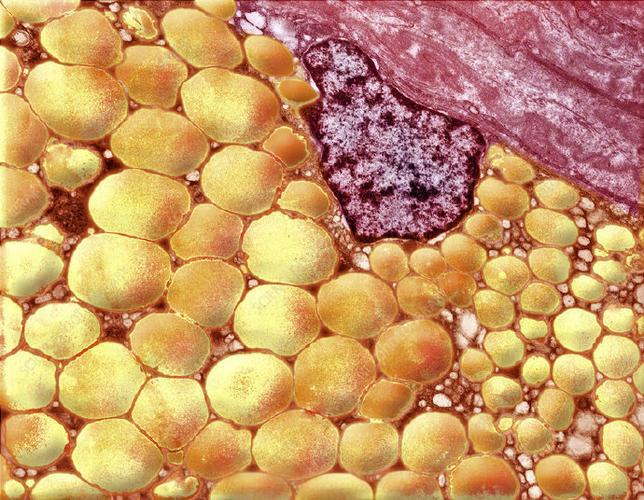 Bioglutide NA-931 uses | Shaanxi BLOOM Tech Co., Ltd