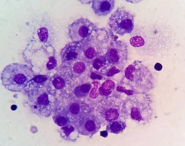 Bioglutide NA-931 Inflammatory Signaling Cascades | Shaanxi BLOOM Tech Co., Ltd Bioglutide NA-931 Inflammatory Signaling Cascades | Shaanxi BLOOM Tech Co., Ltd