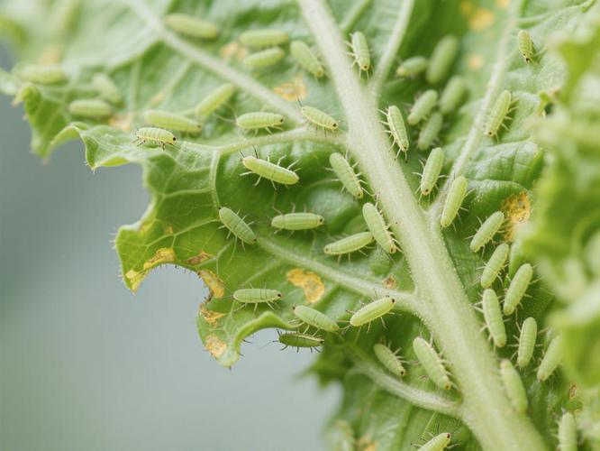 Imidacloprid green belts | Shaanxi BLOOM Tech Co., Ltd